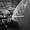 20111111  untitled 20982 bw